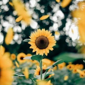 Meet your Posher, Kailee